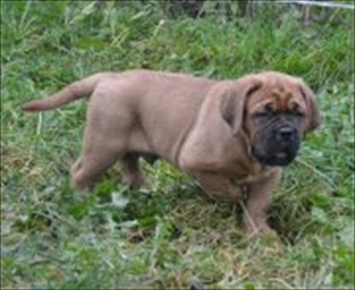 Dogue de bordeaux Angel billede 14