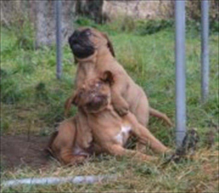 Dogue de bordeaux Angel billede 16