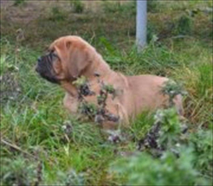 Dogue de bordeaux Angel billede 17