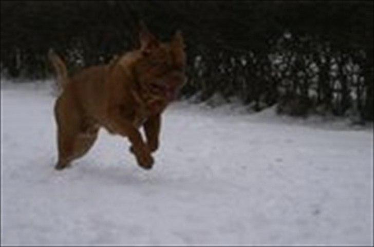 Dogue de bordeaux Simba billede 3