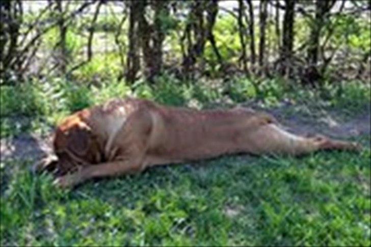 Dogue de bordeaux Simba billede 4