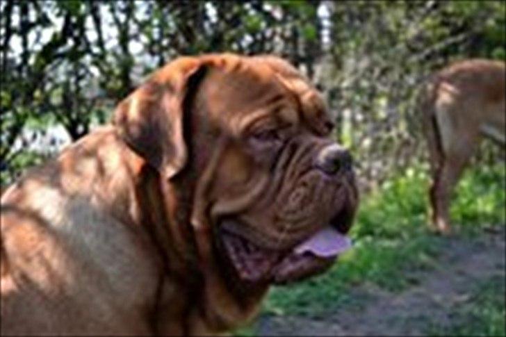 Dogue de bordeaux Simba billede 5