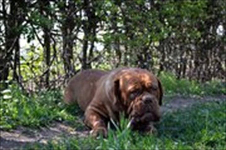 Dogue de bordeaux Simba billede 6