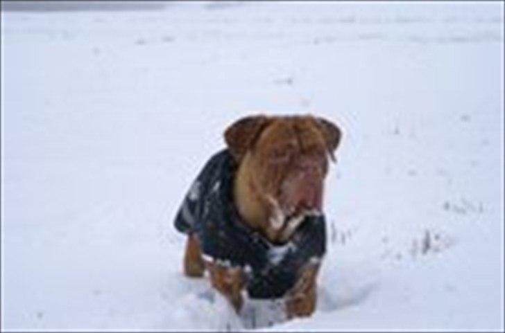 Dogue de bordeaux Bella billede 1