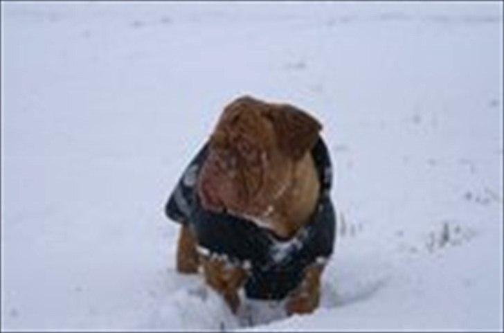 Dogue de bordeaux Bella billede 2