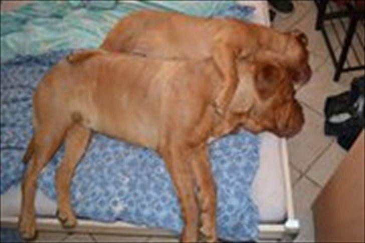 Dogue de bordeaux Bella billede 3