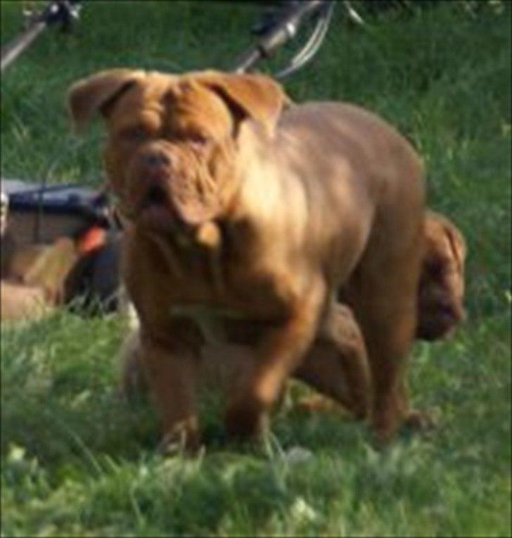 Dogue de bordeaux Bella billede 4