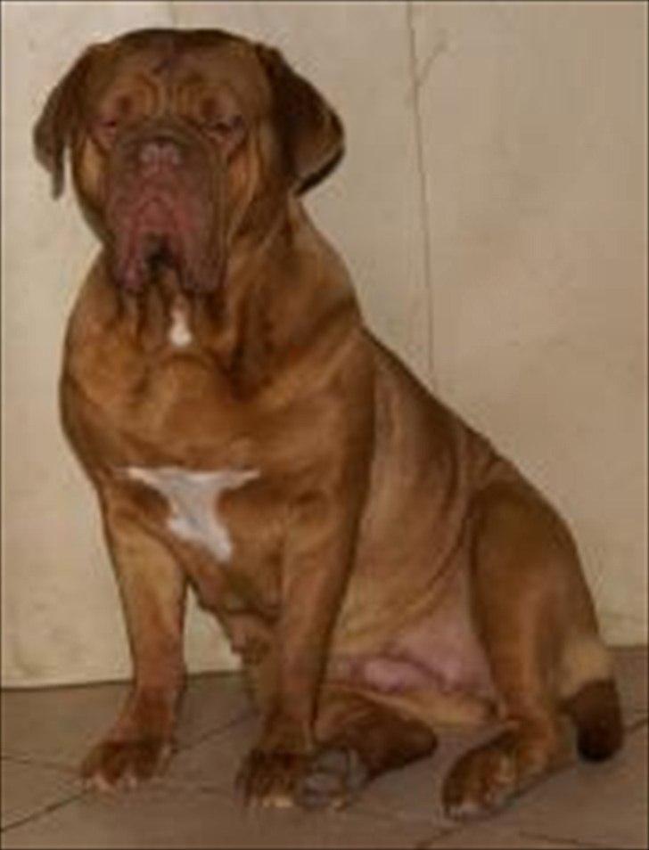 Dogue de bordeaux Bella billede 5