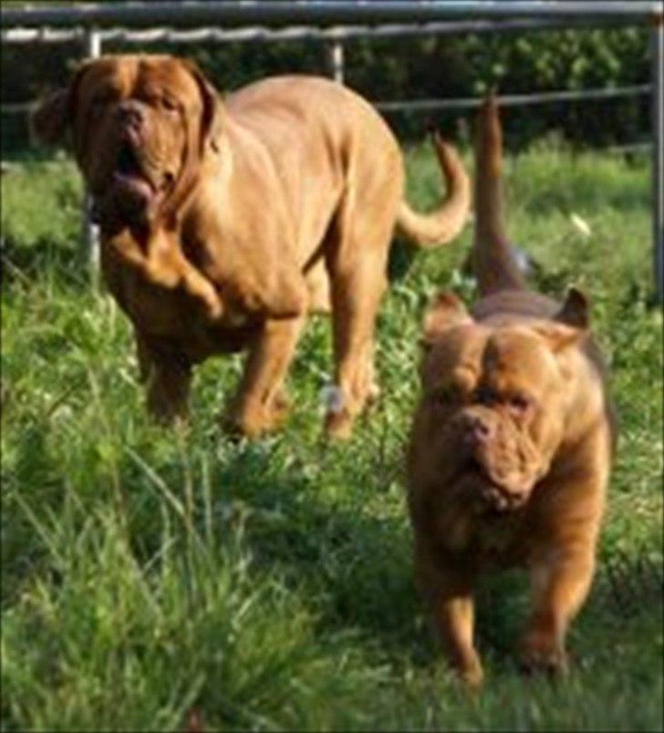Dogue de bordeaux Bella billede 6