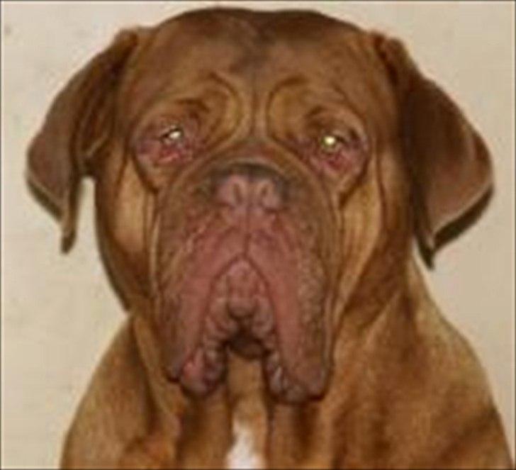 Dogue de bordeaux Bella billede 7