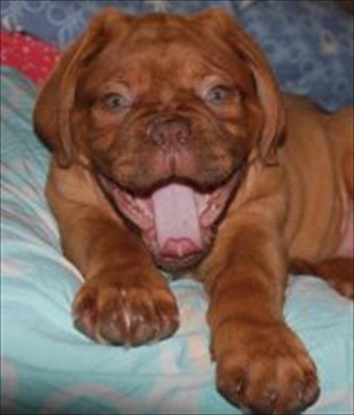 Dogue de bordeaux Girly Gangster billede 1