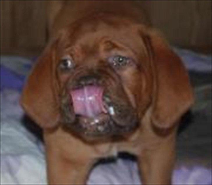 Dogue de bordeaux Girly Gangster billede 2