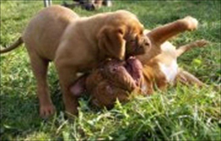 Dogue de bordeaux Girly Gangster billede 3