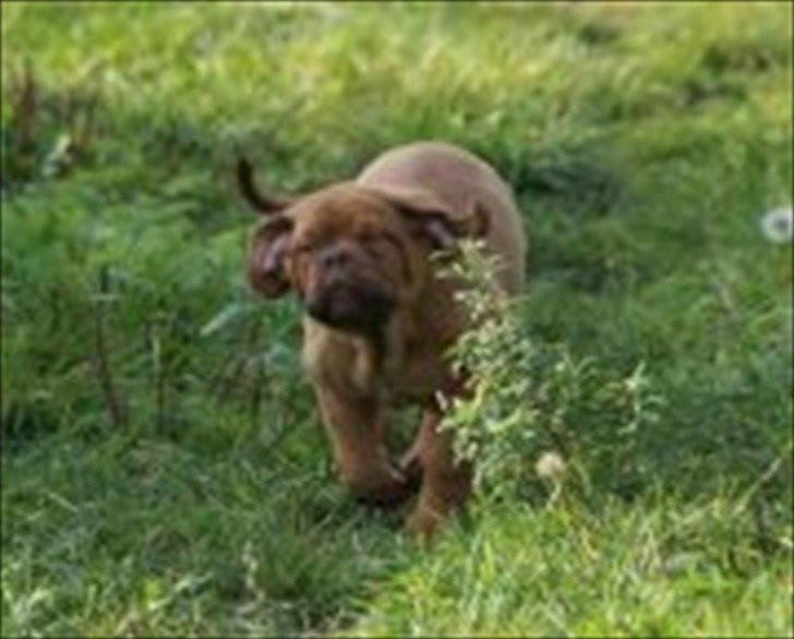 Dogue de bordeaux Girly Gangster billede 4
