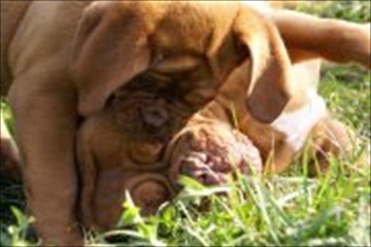 Dogue de bordeaux Girly Gangster billede 5