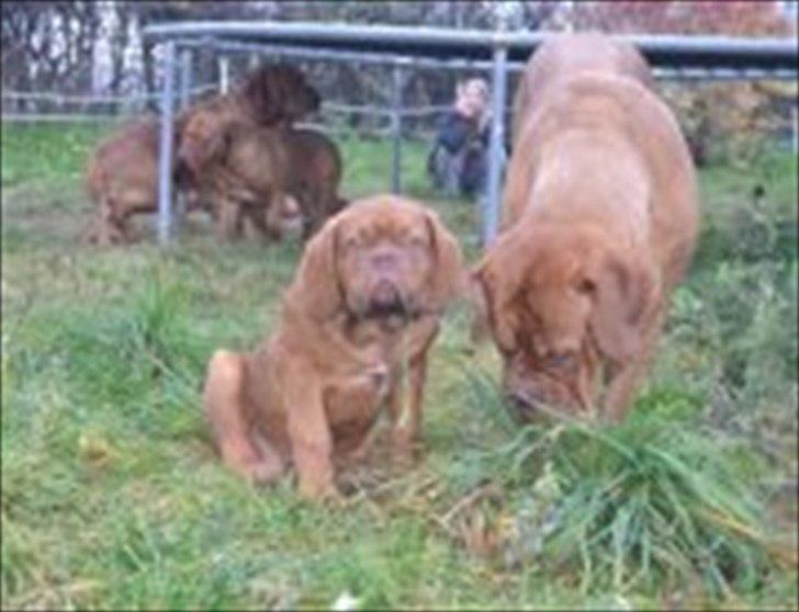Dogue de bordeaux Girly Gangster billede 6