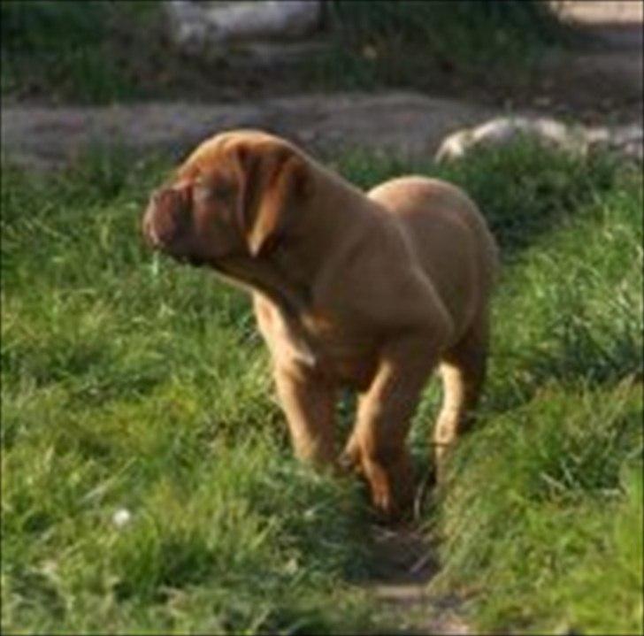 Dogue de bordeaux Girly Gangster billede 7
