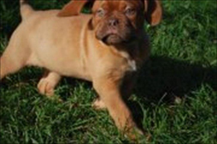 Dogue de bordeaux Girly Gangster billede 8