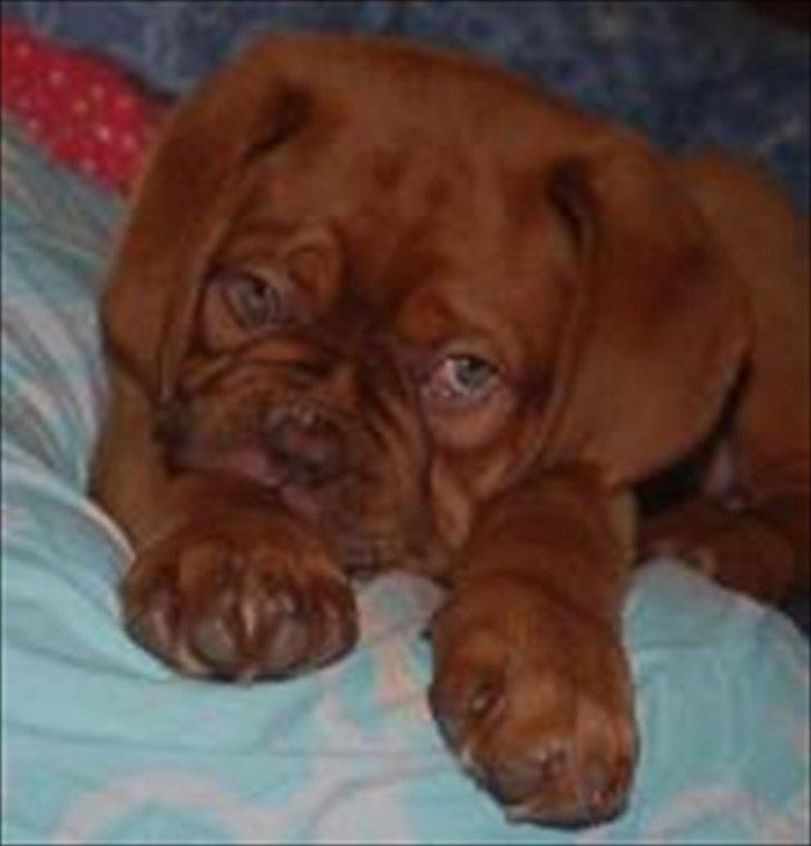 Dogue de bordeaux Girly Gangster billede 9