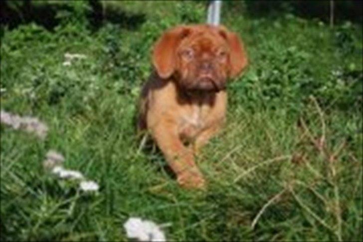 Dogue de bordeaux Girly Gangster billede 10