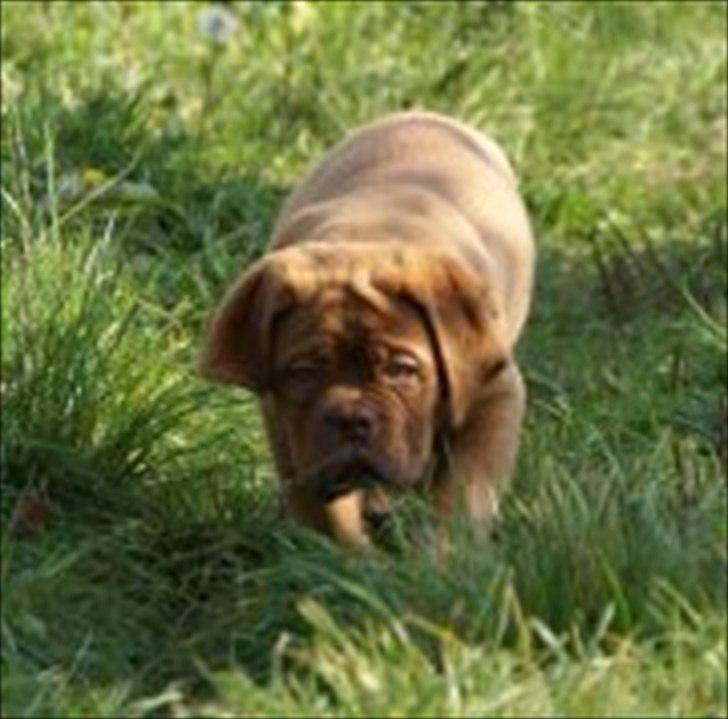 Dogue de bordeaux Girly Gangster billede 11