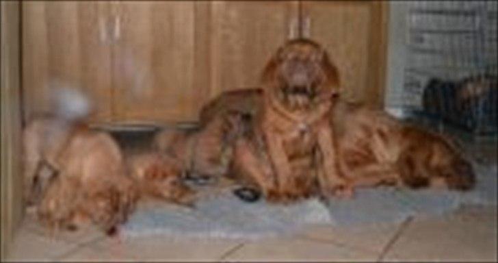 Dogue de bordeaux Girly Gangster billede 12