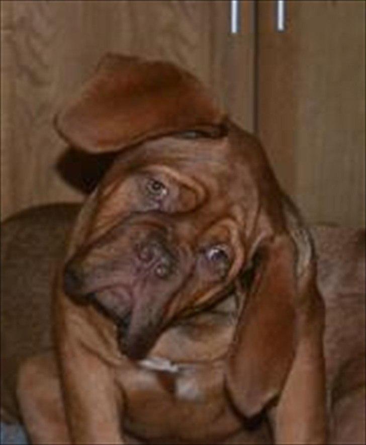 Dogue de bordeaux Girly Gangster billede 13