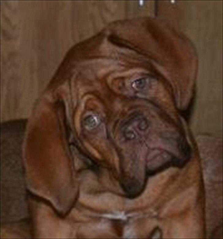 Dogue de bordeaux Girly Gangster billede 14