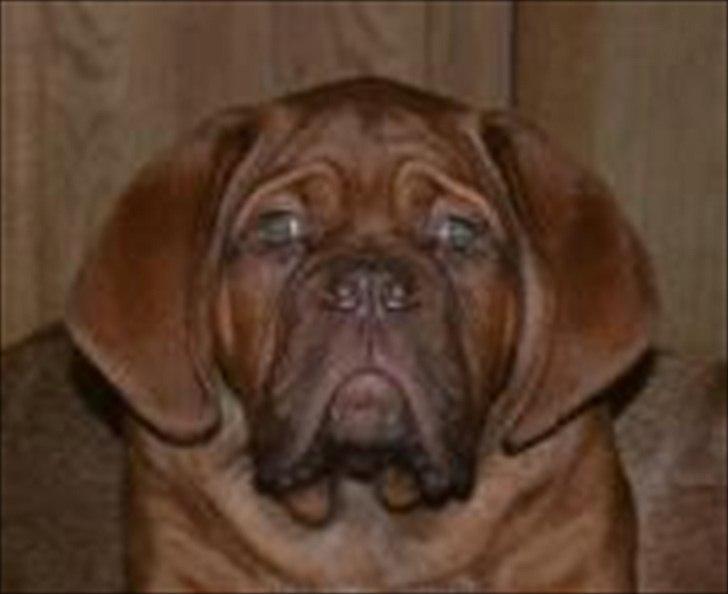 Dogue de bordeaux Girly Gangster billede 15