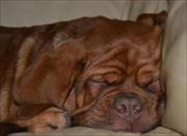 Dogue de bordeaux Girly Gangster billede 16