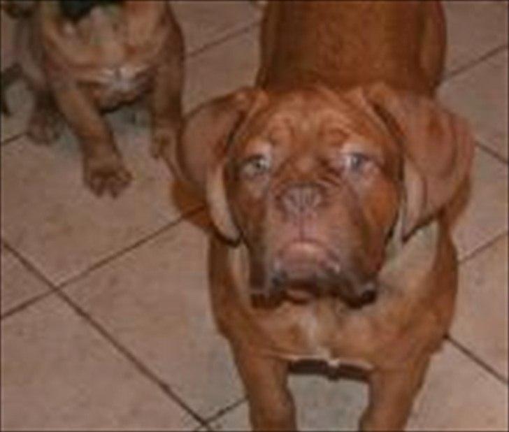Dogue de bordeaux Girly Gangster billede 17