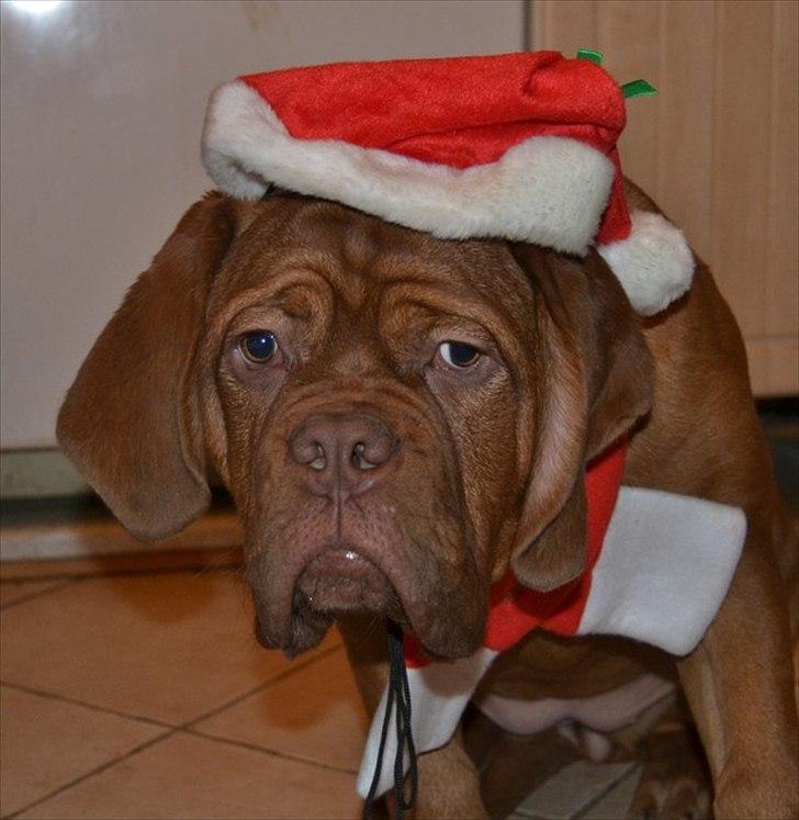 Dogue de bordeaux Girly Gangster billede 18