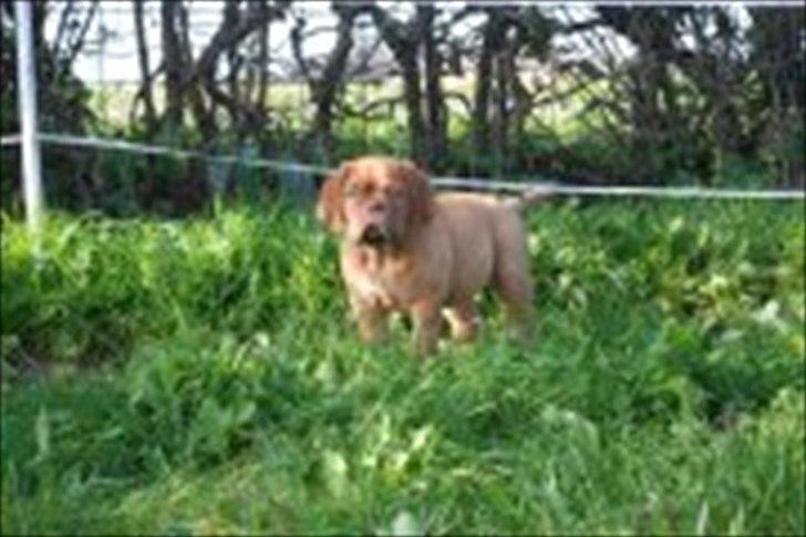 Dogue de bordeaux Girly Gangster billede 19