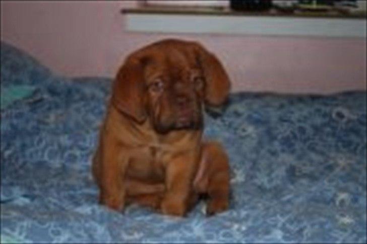 Dogue de bordeaux Girly Gangster billede 20