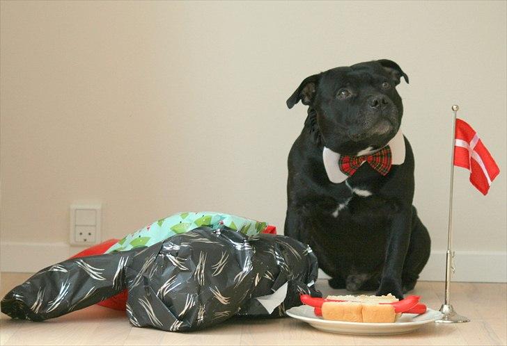 Staffordshire bull terrier Manse - D.31/12.11 Manse 8 år billede 10