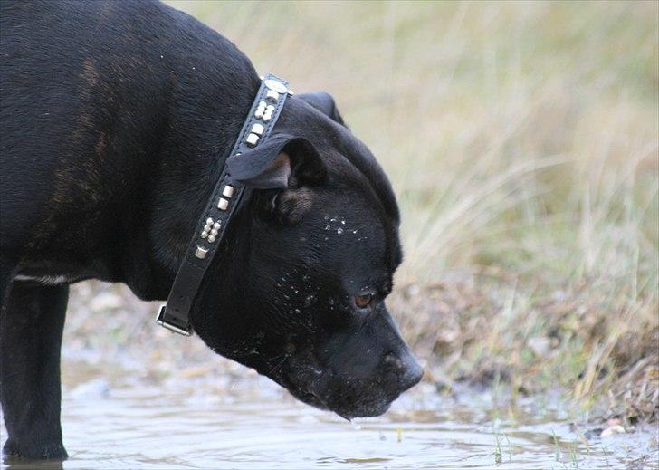 Staffordshire bull terrier Manse - Jan 2012 billede 12