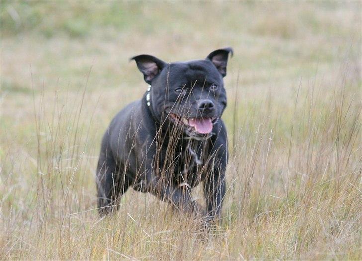 Staffordshire bull terrier Manse - Dec 2011 billede 13