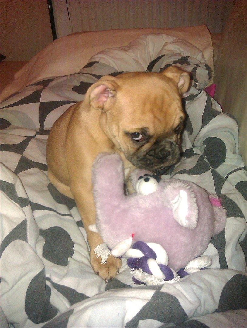 Olde english bulldogge Bullinas Frida - Leger med elefanten Bodil :) billede 3
