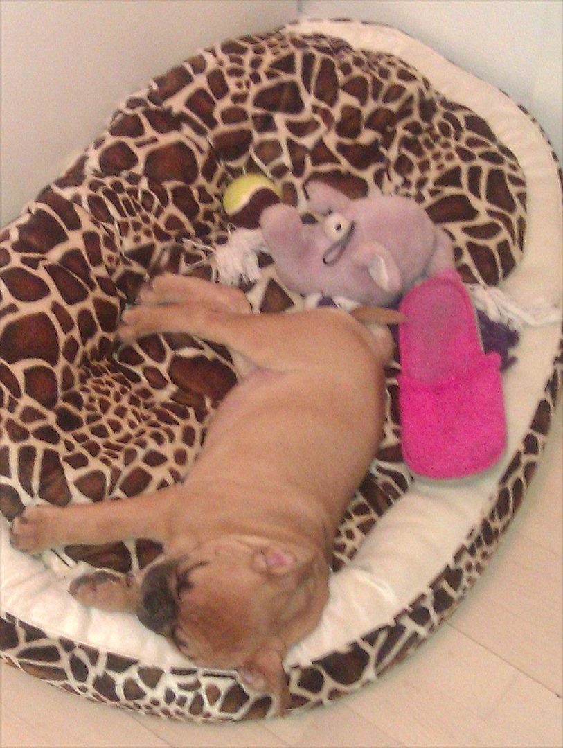 Olde english bulldogge Bullinas Frida billede 5