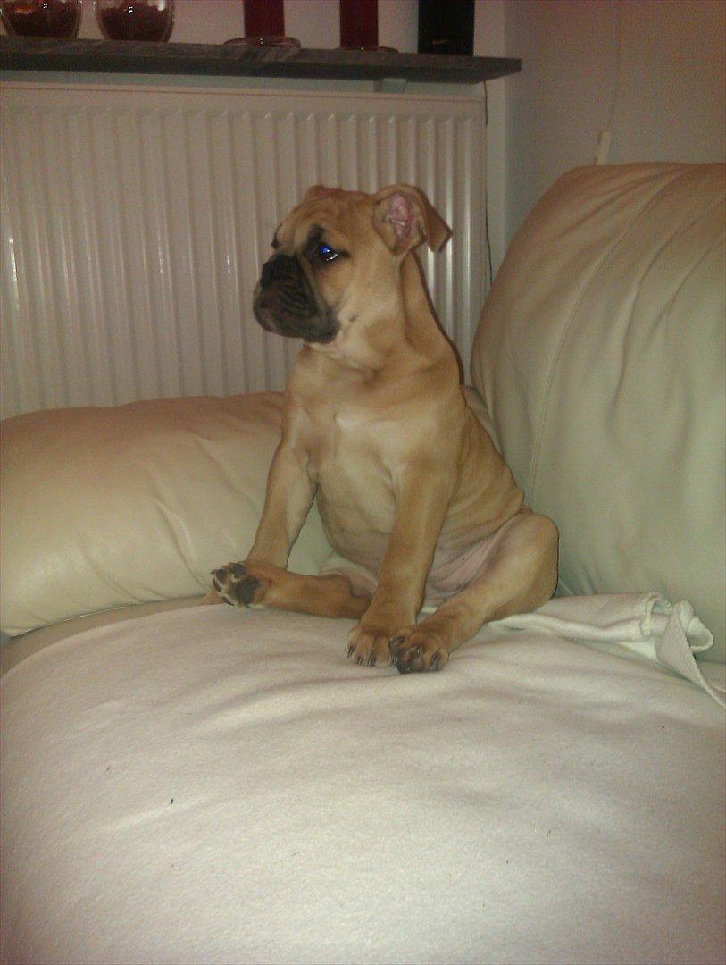 Olde english bulldogge Bullinas Frida - Ser tv, shhhhh.... ;) billede 4