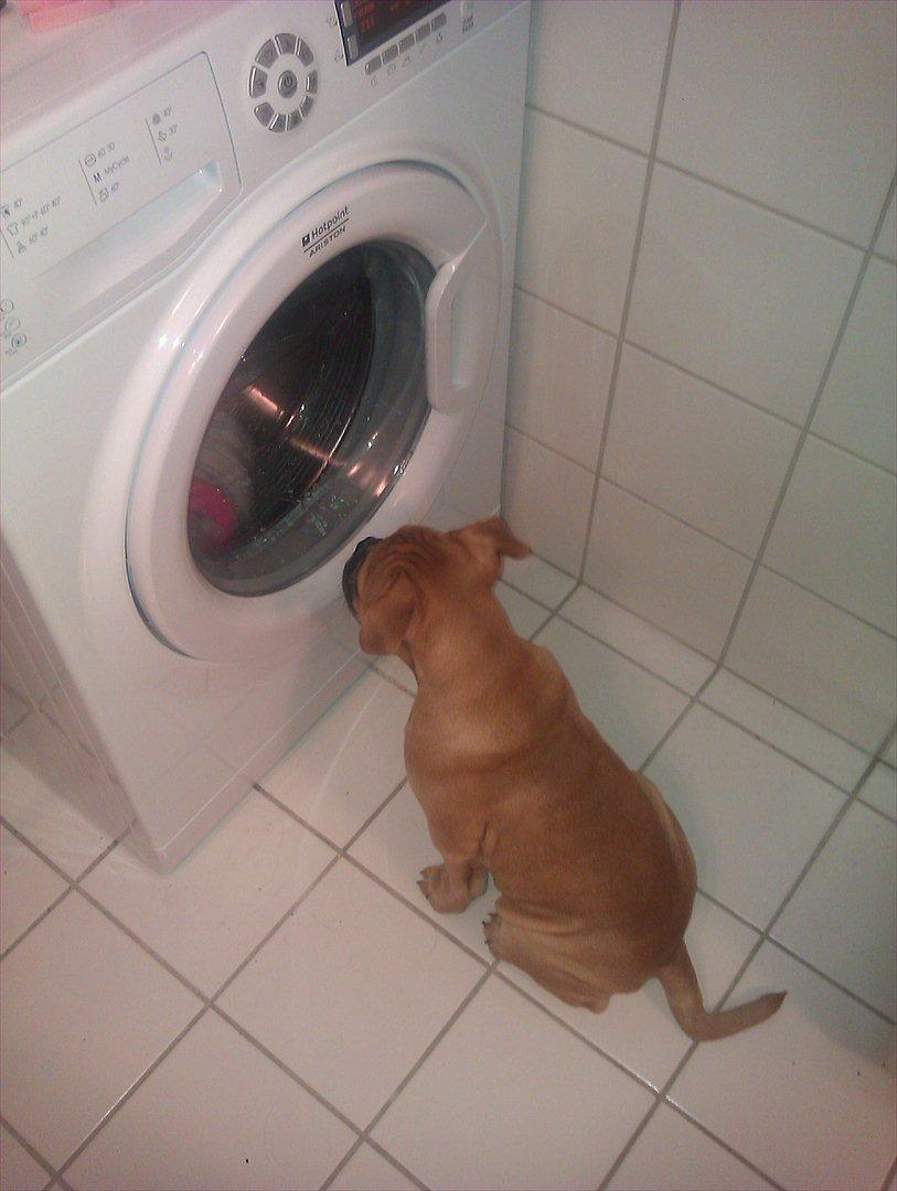 Olde english bulldogge Bullinas Frida billede 6