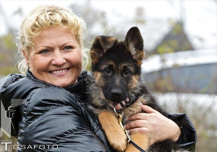 Schæferhund U-Two vom Götzberg billede 7