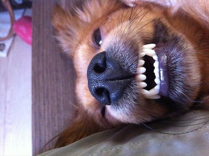 Blanding af racer Loui aka Louise billede 15