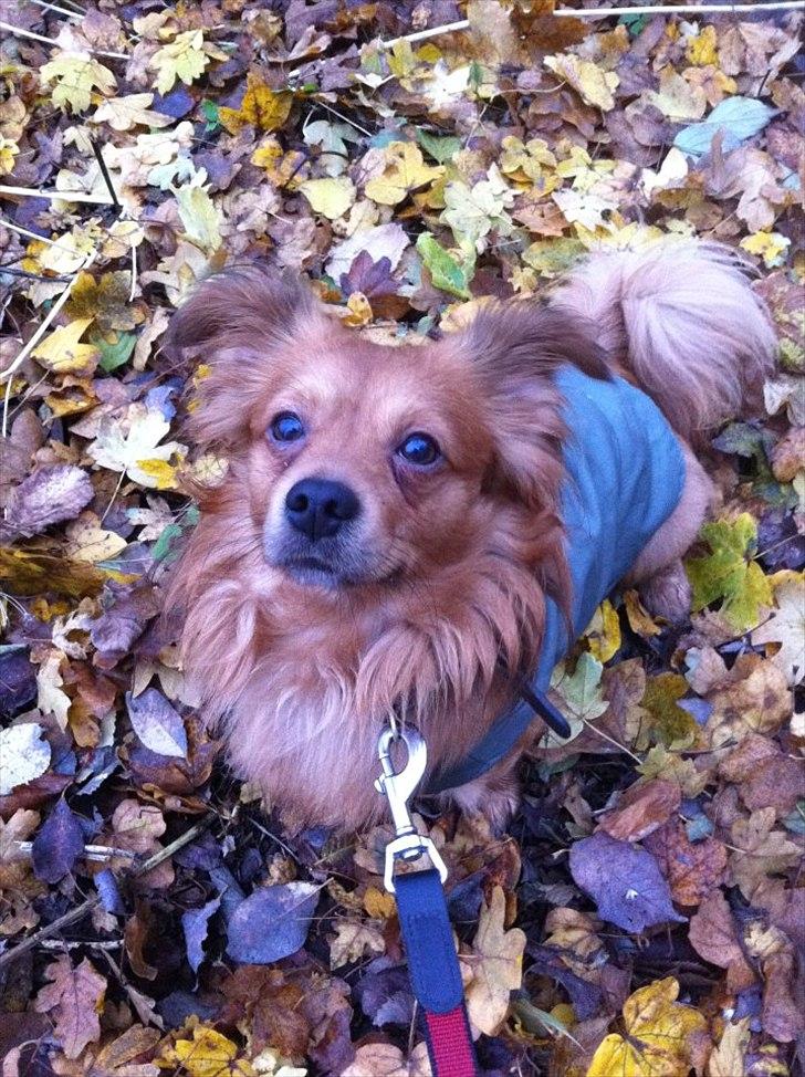 Blanding af racer Loui aka Louise billede 2