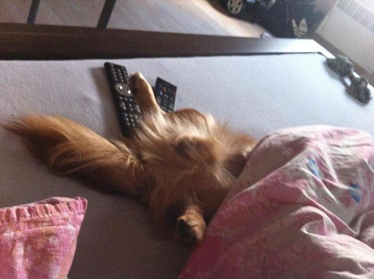 Blanding af racer Loui aka Louise billede 8