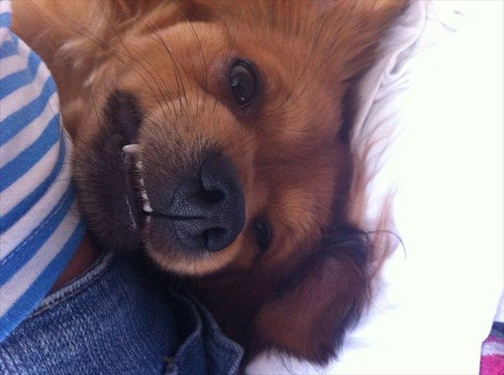 Blanding af racer Loui aka Louise billede 14