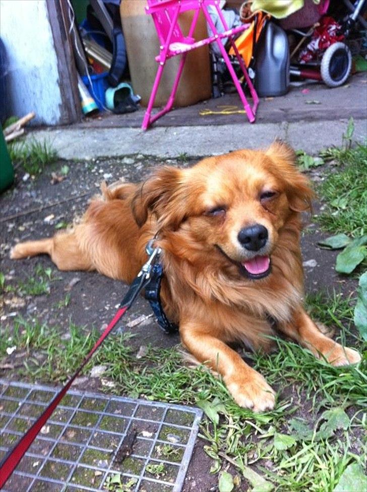 Blanding af racer Loui aka Louise billede 5