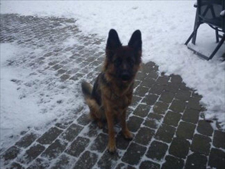 Schæferhund Liva<3 billede 4