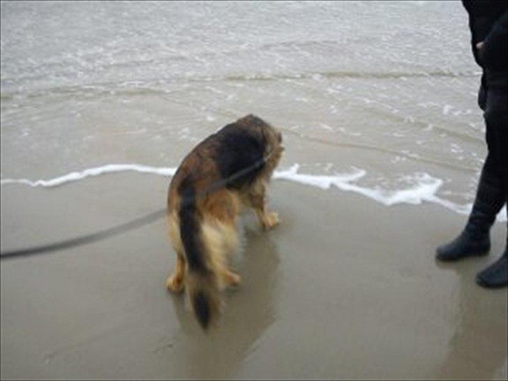 Schæferhund Liva<3 billede 5