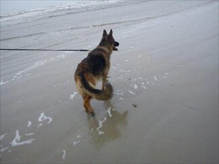 Schæferhund Liva<3 billede 6